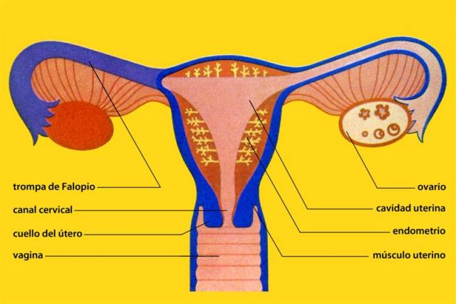 Sistema Reproductor Femenino Pdf
